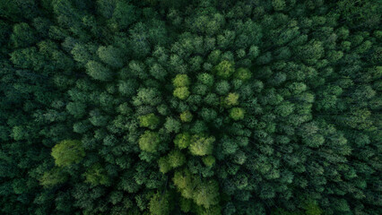 Aerial view of green summer forest with spruce and pine trees forest view from above, aerial top view with copy space design for web banner