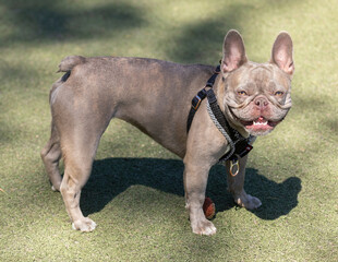 3-Years-Old Lilac Brindle Tan Merle Female Frenchie. Off-leash dog park in Northern California.