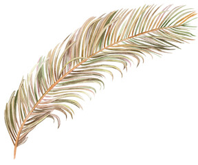 dry palm leaf illustration hand drawn in watercolor isolated on white background for textile