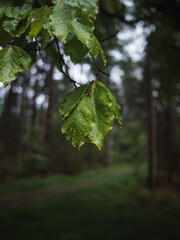 Raindrops on leaves