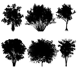 A selection of tropical tree silhouettes on a transparent background. Set for composition, application and design