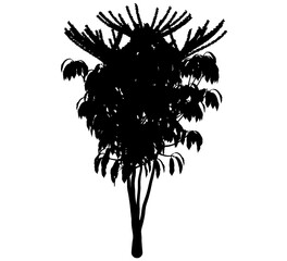 A selection of tropical tree silhouettes on a transparent background. Set for composition, application and design