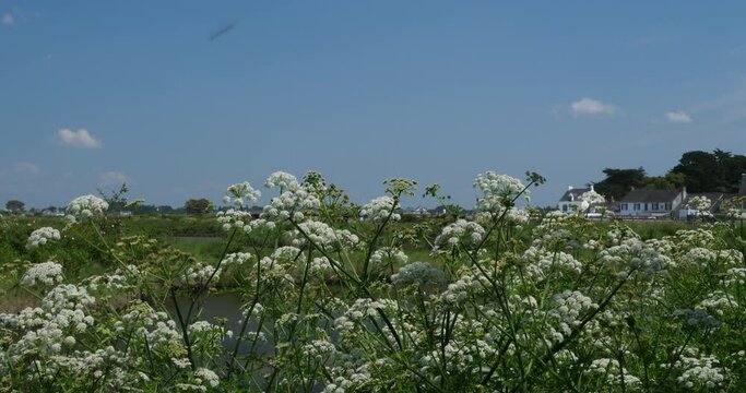 A view of some flowers at Kercabellec. Mesquer, France. Spring 2023.