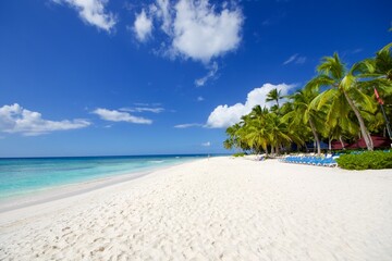 Fototapeta na wymiar beach with palm trees in Saona island, Dominican Republic 