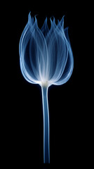 X - ray photo of transparent lotus bud, white and royal blue. AI generative