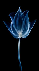 X - ray photo of transparent lotus bud, white and royal blue. AI generative