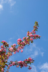 blooming paradise apple tree on a clear day