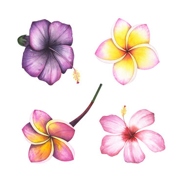 Set Plumeria and hibiscus flower isolated on white. Watercolor hand drawn frangipani botanical illustration for design