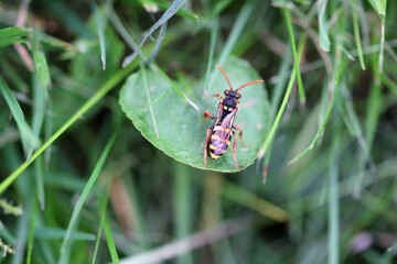 macro  from a wild bee wasp 