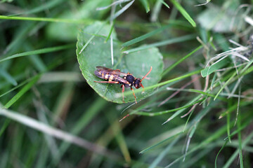 macro  from a wild bee wasp 