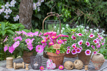 Garten-Arrangement mit pink Bellis und Petunien in Terracotta-Töpfen