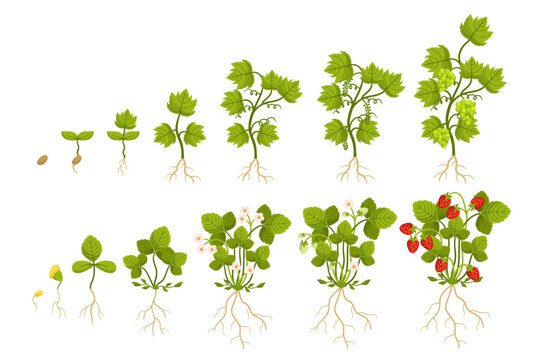 Strawberry and Grapes Growing Timeline That Includes Seed Planting, Germination, Seedling Stage, Flowering, Pollination