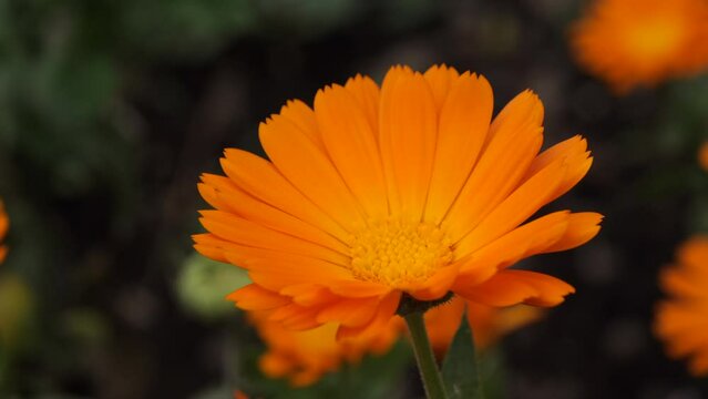 Marigold flower Calendula officinalis video