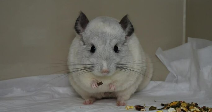 A funny chinchilla holds food in its paw and eats in a veterinary clinic. Cute chinchilla recovers thanks to the care of the veterinarian at the clinic. Chinchilla treatment concept.