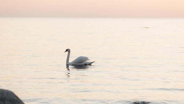 Beautiful lonely swan floating at Baltic Sea during sunset