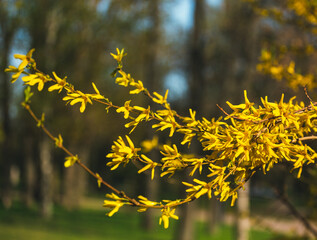 Fototapeta na wymiar Nature in spring. Branches with beautiful yellow spring flowers on the tree. A natural scene with a flowering tree is a selective focus. Blooming background.