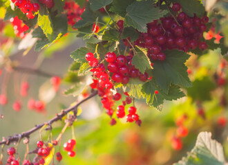 Red currant in the summer garden. Fresh ripe organic berries in sunlight.