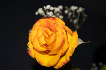 Flor amarilla y naranja en fondo oscuro