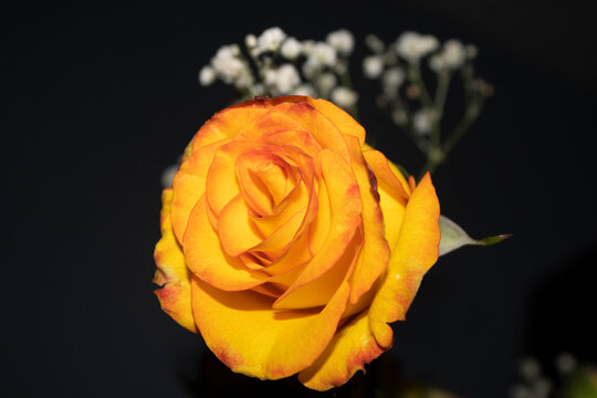 Snaps Flor Amarillo-Rojo-Naranja 13,6 mm (21 uds) 393080 Prym Love - Truben