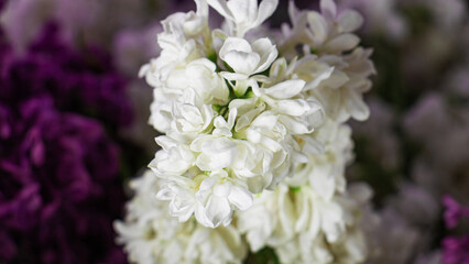 Bouquet of lilac macro shooting with a blurred background