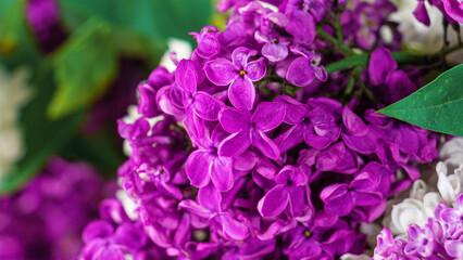 Bouquet of lilac macro shooting with a blurred background