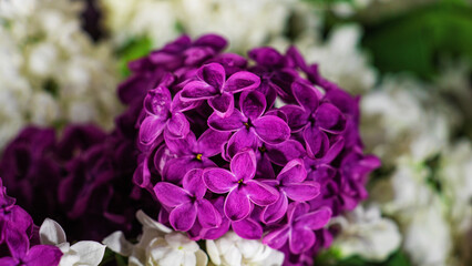 Bouquet of lilac macro shooting with a blurred background