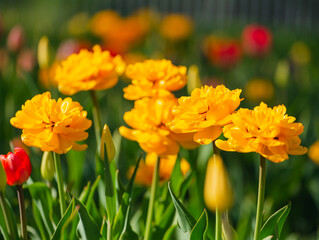 Yellow tulips close-up on a blurry background. Flower festival. A blooming field of multicolored tulips in close-up as a concept of a holiday and spring. Yellow tulips in the garden. 