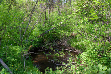 Trees growing around a small pond in the forest