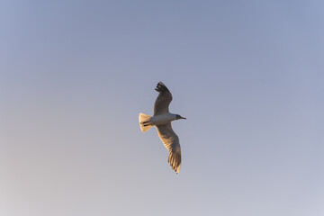 Seagull flying in the sky over the beach at sunset.