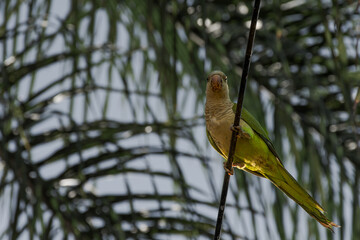 Green parrot, psittacoidea, standing on a wire with leafy branches in the background.