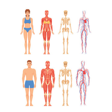 Anatomy of Adult Male and Female Characters Representing Skeletal, Muscular, Cardiovascular And Nervous