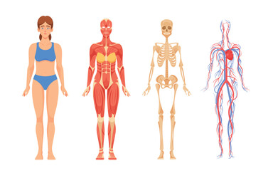 Female Anatomy, Skeletal System, Framework Of Bones, Muscular System, Muscles Allowing Movement Vector Illustration