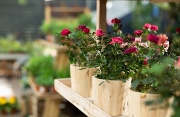 Fototapeta na wymiar Potted roses put on wooden table in container garden