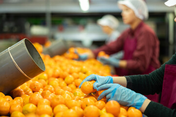 Sorting line worker at agricultural processing factory checking ripe mandarin oranges, cropped shot © JackF