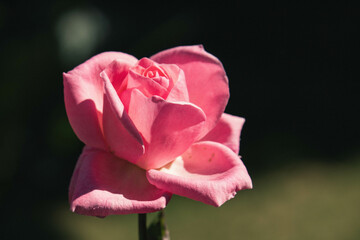 Rosa