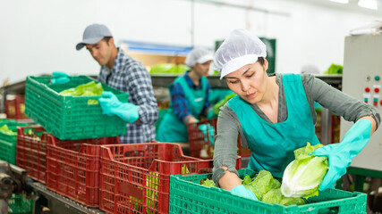 Focused asian workwoman working on sorting line in vegetable factory, arranging selected green...