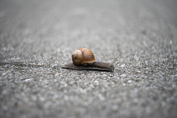 snail