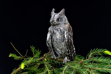 Eurasian scops owl (Otus scops) also known as the European scops owl or scops owl sitting on a branch in the Netherlands