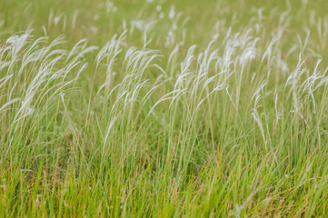 Flowering of a rare green feather grass in a field in nature. Photography, plant.
