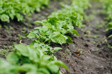 Green bushes of potato plant grow in the garden. Close-up photography, nature, food growing, agriculture.