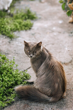 A gray fluffy pathetic cat is disabled, with injuries, eye disease, a blind animal sits in nature outdoors. Portrait, close-up photography of a pet.