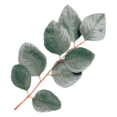 Eucalyptus leaf drawing vector illustrations. Botanical  leaves hand drawn element.