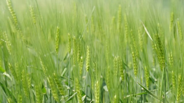 Junges, gr&uuml;nes Getreidefeld im Wind