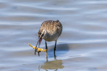 干潟でカニを捕らえるチュウシャクシギ