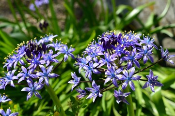 シラー・ペルビアナ cuban lily