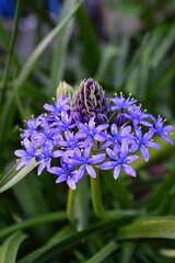 オオツルボ (シラー・ペルビアナ) cuban lily