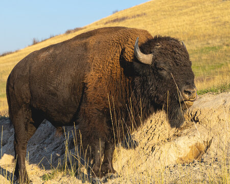 Bison, National Bison Range, Montana