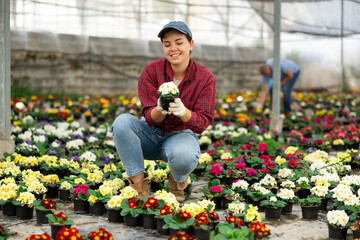 Positive young woman worker sitting down holding a pot of white primrose flower in greenhouse