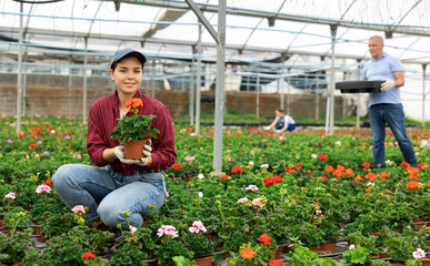 Female employee in overall of large greenhouse checks young primrose shoots. Growing hardened plants, sending plants to customer on day of registration. small and large wholesale - obrazy, fototapety, plakaty