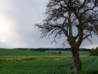 tree in the field